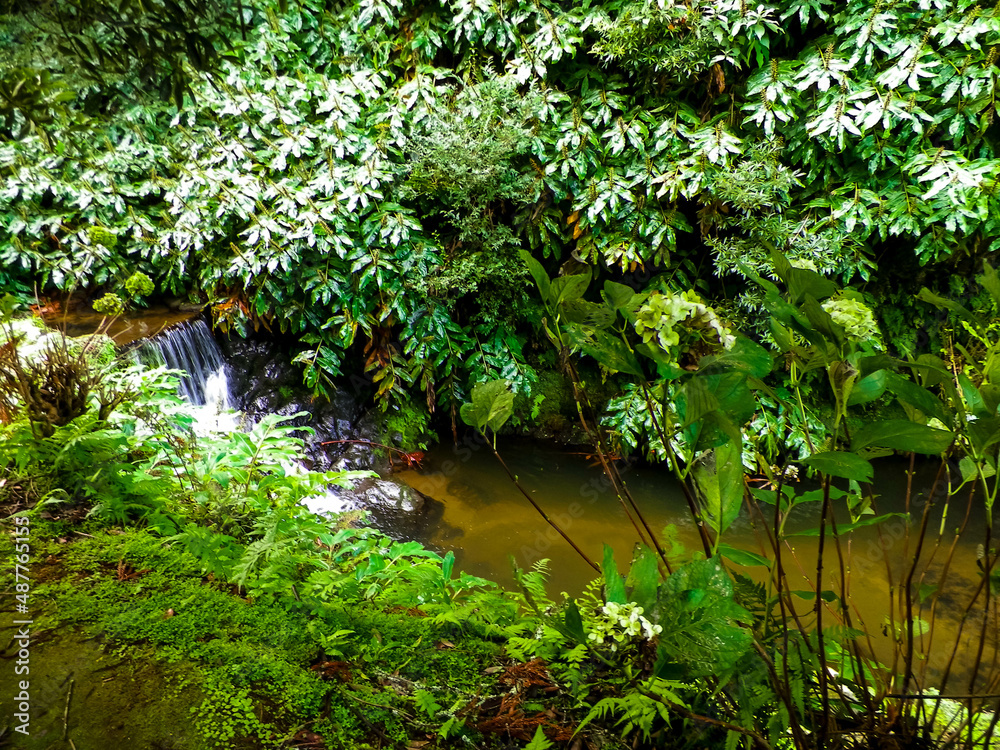 Little river at Botanical Garden of Ribeira do Guilherme, S?o Miguel Island, Azores archipelago Little river at Botanical Garden of Ribeira do Guilherme, S?o Miguel Island, Azores archipelago