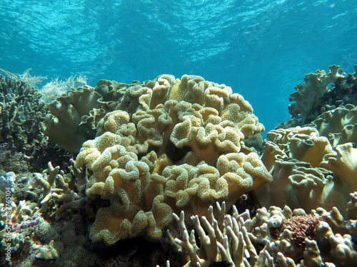 A Mushroom soft coral on a shallow reef Cebu Philippines