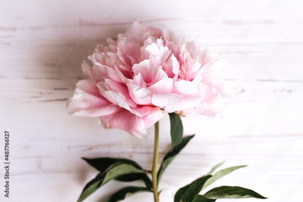 Delicate peony on a white wooden background