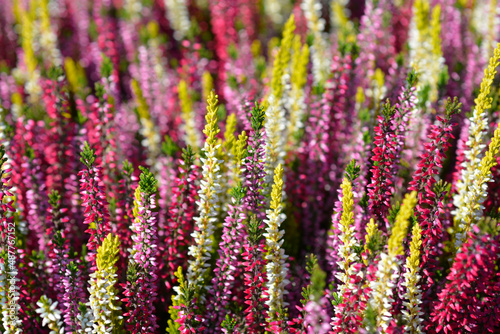 Common heather