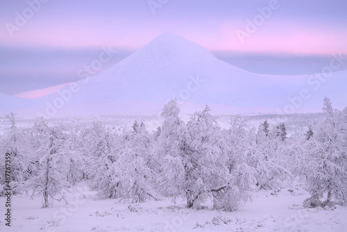 A beautiful winter day with lots of snow in Rondane National Park in Norway.
The trees are completely covered with snow and in the background you can see the beautiful mountains in pastel pink colors. photo