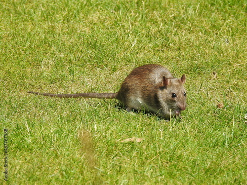 A rat is walking on a London lawn © Rafal