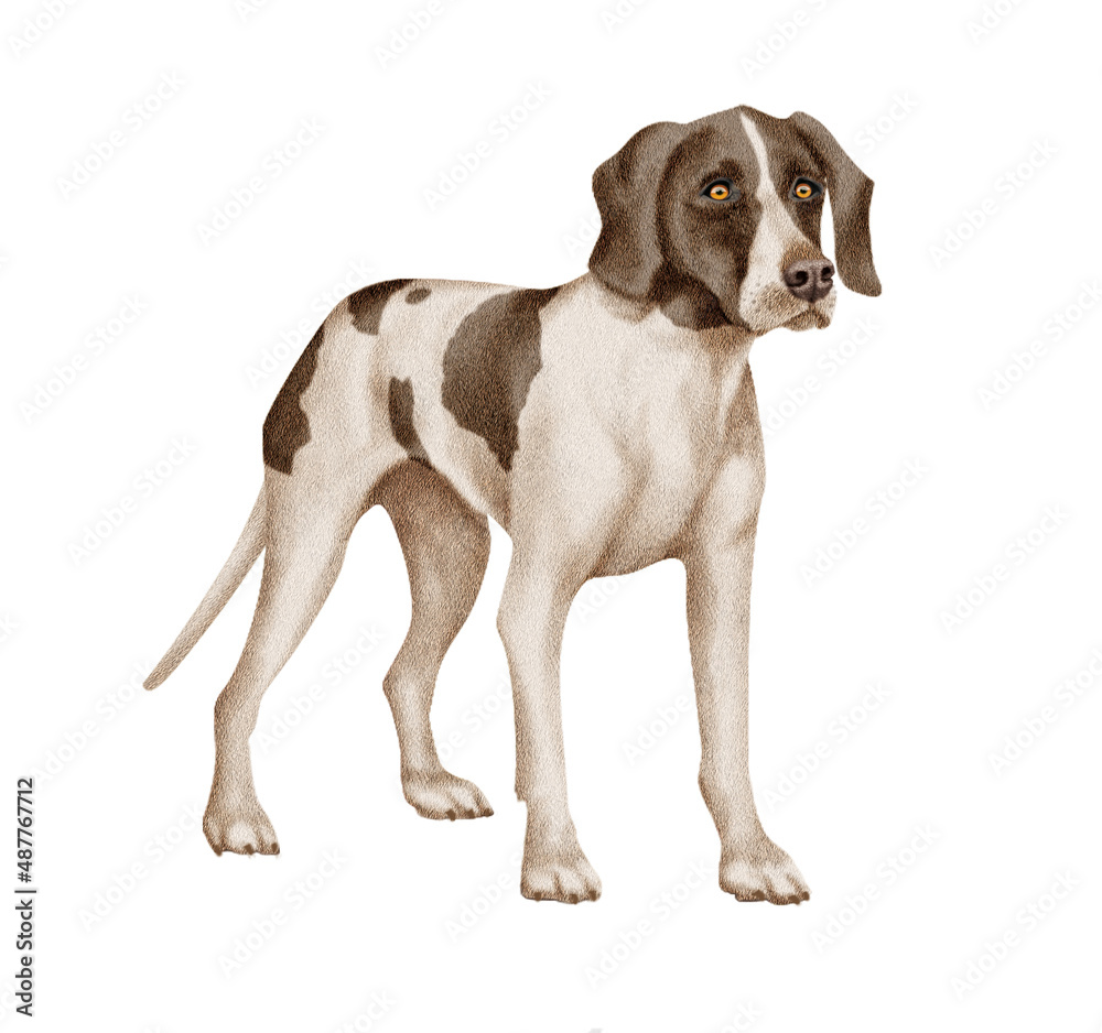 chien, animal de compagnie, braque de weimar, gibier, à poil court, animal, brun et blanc, chiot, canidé, isolé, braque, joli, race, blanc, portrait, mammifère, chien de rapport, de race, pedigree, êt chien, animal de compagnie, braque de weimar, gibier, à poil court, animal, brun et blanc, chiot, canidé, isolé, braque, joli, race, blanc, portrait, mammifère, chien de rapport, de race, pedigree, êt