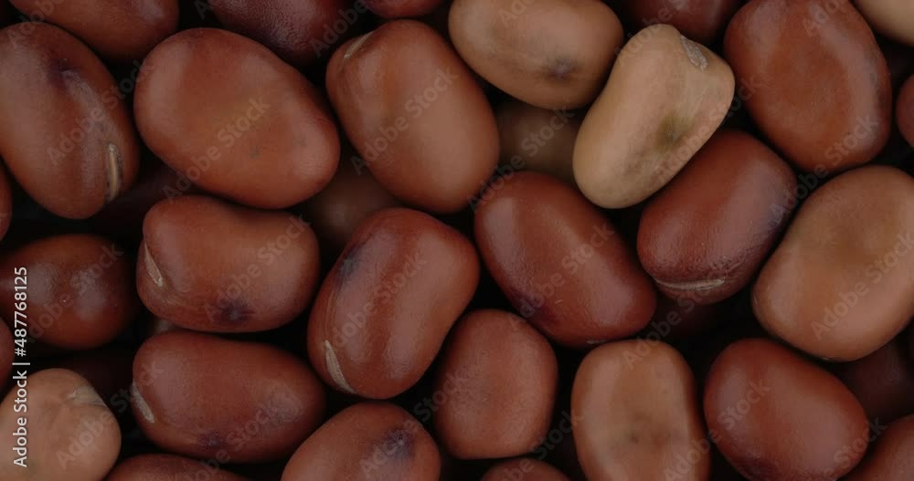 Top view of fava beans rotating. Closeup. Macro. Top view of fava beans rotating. Closeup. Macro.
