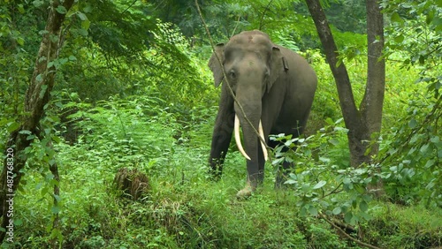 Wild Asian Elephant- Indian elephant Nagarhole Karnataka