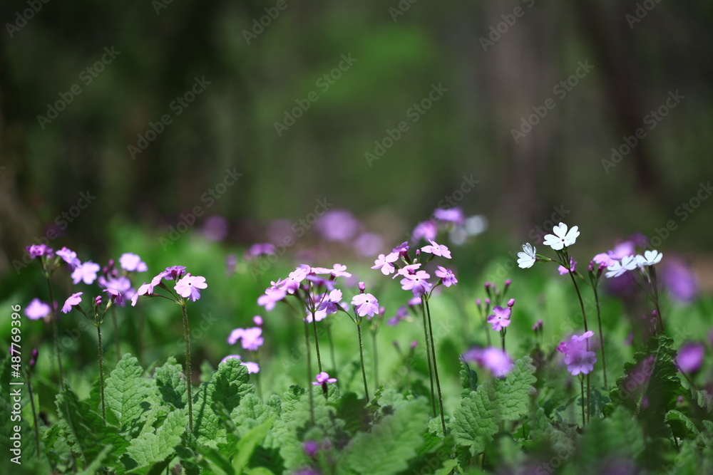 야생화 / wild flowers	