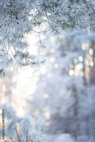 Beautiful winter background with snow-covered tree branches and bokeh