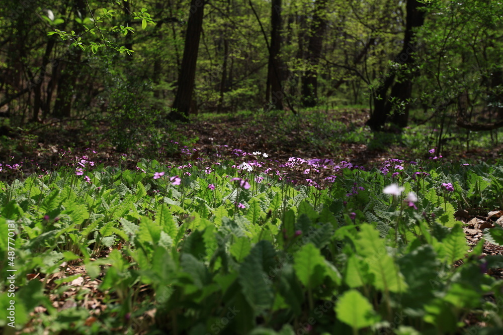 Fototapeta premium 야생화 / wild flowers