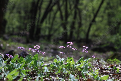 야생화 / wild flowers	
