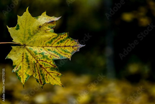 Yellow leaves on a rainy autumn day