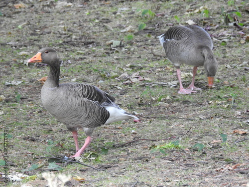 Two gray, black and white geese are walking on the ground