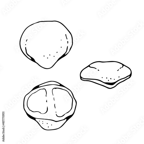 Human patellar bone, vector hand drawn illustration isolated on a white background, orthopedics medicine anatomy sketch