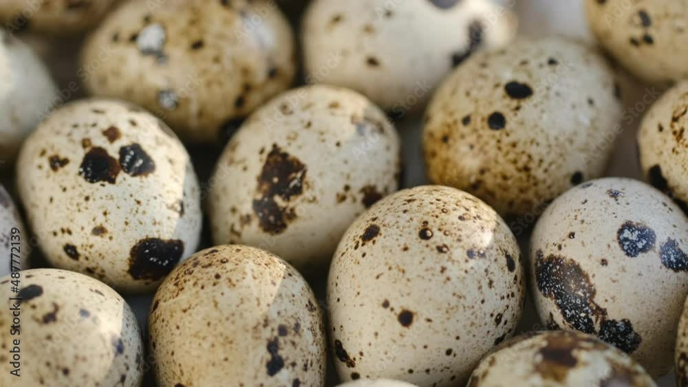 Close-up of quail eggs a rotating . Bright colorful quail eggs. Macro. Selective focus Close-up of quail eggs a rotating . Bright colorful quail eggs. Macro. Selective focus