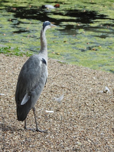 Gray heron stands on the shore of the lake