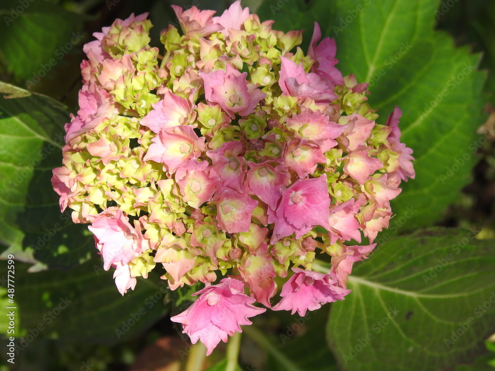 Large flower head with numerous smaller flowers of pink color Large flower head with numerous smaller flowers of pink color
