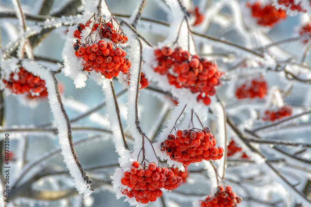 Branches of trees and bushes covered with frost in sunny frosty weather. Branches of trees and bushes covered with frost in sunny frosty weather.