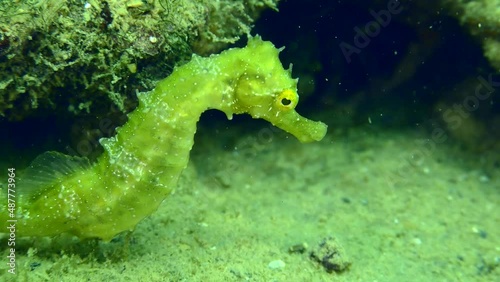 Long Snouted Seahorse (Hippocampus guttulatus): emerald green seahorse against a background of underwater rocks, close-up. photo