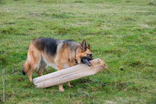 a beautiful black and tan german shepherd alsation bitch (Canis lupus familiaris) playing with a broken plastic tree guard 