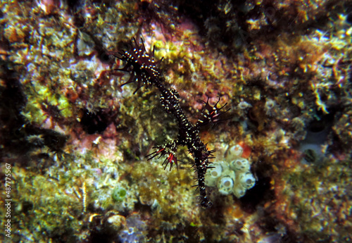 A black Ornate ghost pipefish Boracay Island Philippines photo