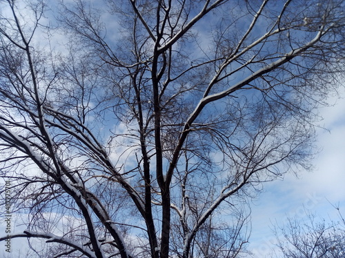 tree in the sky