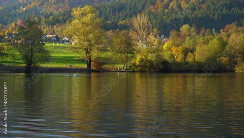 Beautiful Lake Preddvor in Slovenia on bright autumn of fall afternoon. Ducks and swan in pristine lake. People enjoying free time on shore. Static shot, real time