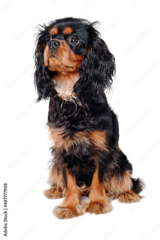 Sad Cavalier King Charles Spaniel dog