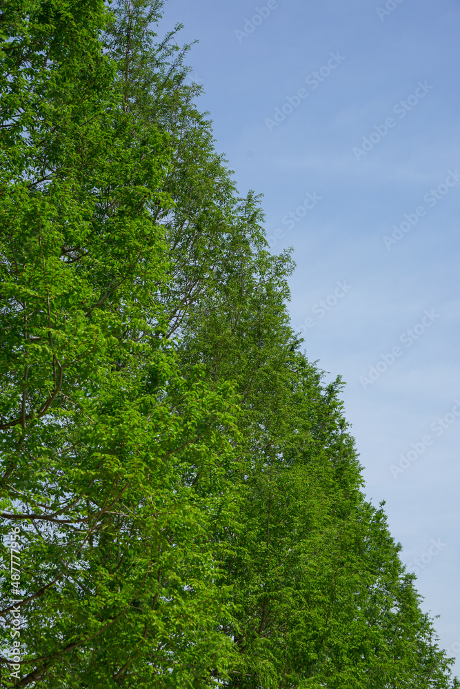 メタセコイヤの並木