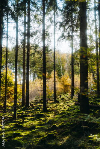 Sunny autumn day in the forest