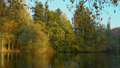 Flock of mallard ducks swimming in beautiful lake Preddvor in Slovenia. Colorful autumn or fall season. Pristine alpine pond under the Alps. Right pan, real time