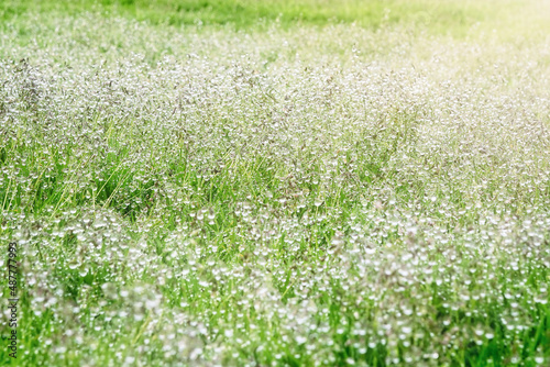 Background of Morning Dew on Green Grass in the Summer. Selective focus. 
