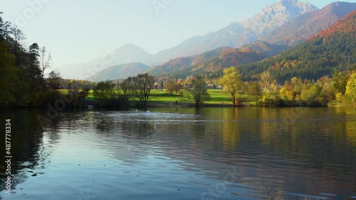 Swan chasing another swan away in pristine alpine lake Preddvor, Slovenia. Angry large water bird. Beautiful sunset. Autumn or fall season with colorful trees. People on the shore. Real time