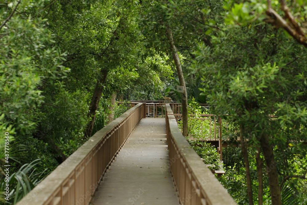 wooden bridge in the forest