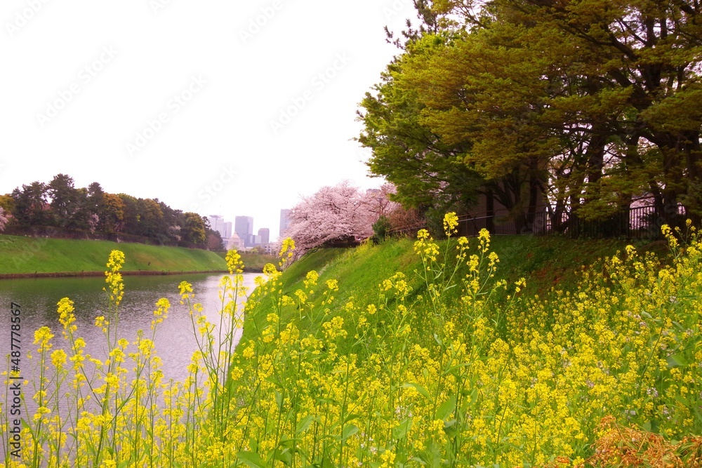 Fototapeta premium 千鳥ヶ淵の桜と菜の花