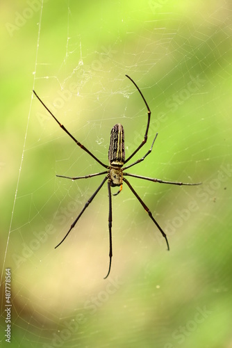 spider on a web © Dmitriy