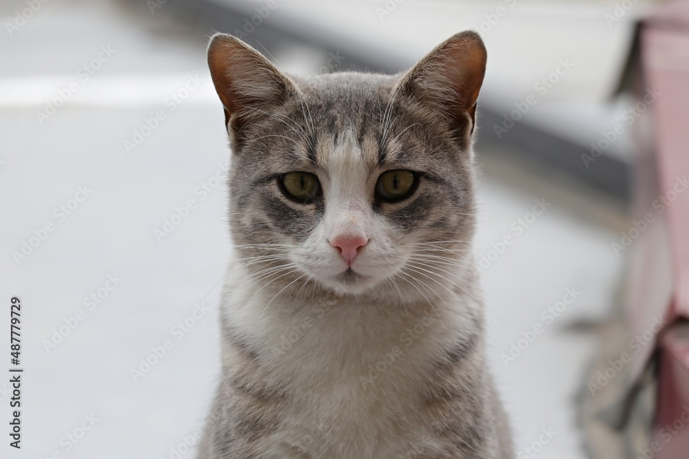 Cute stray cat posing for the lens on the street Cute stray cat posing for the lens on the street