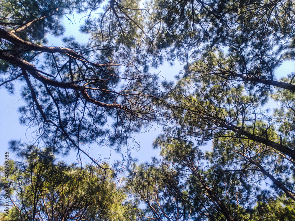 Pine trees in the forest with their branches against a blue sky, a perspective view from the bottom up Pine trees in the forest with their branches against a blue sky, a perspective view from the bottom up