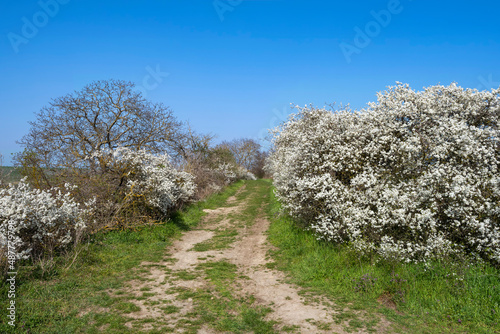 Hiking trail between flowering sloe bushes in Rheinhessen/Germany under a clear blue sky 