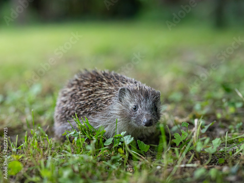 A cute hedgehog walking in a meadow