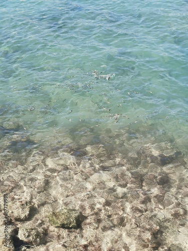 Small fish on the shores of the Mediterranean Sea in clear blue water.
