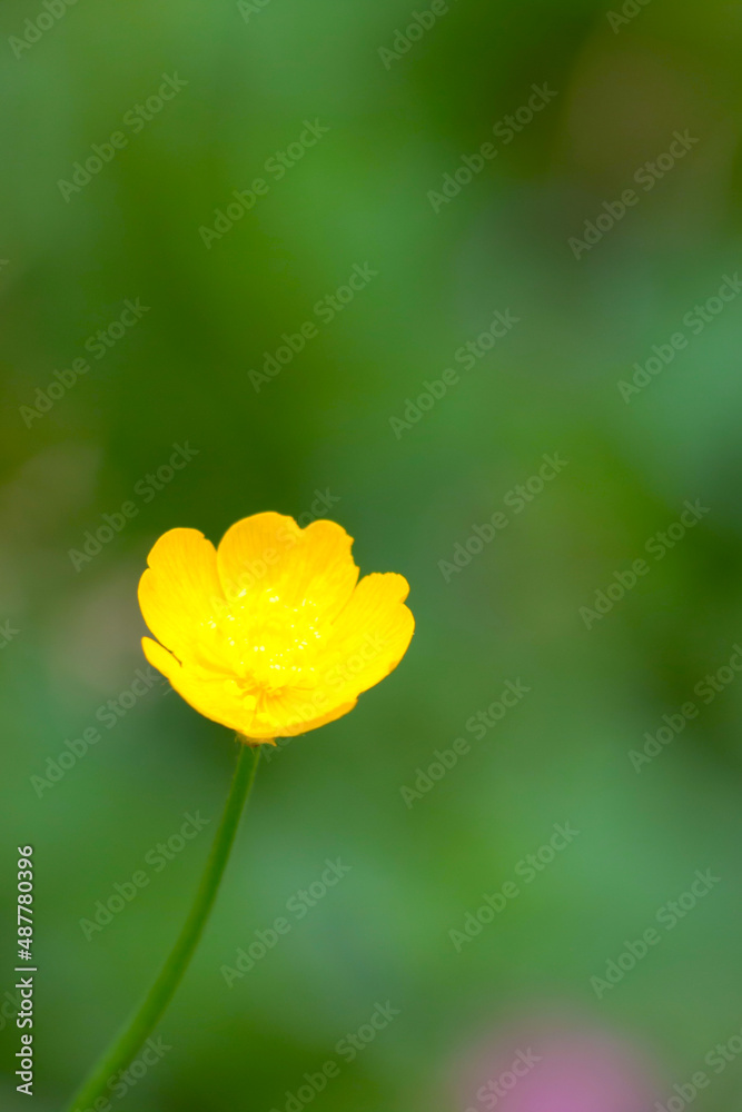 Obraz premium Buttercup is a genus of annual or perennial herbaceous plants of the Buttercup family. Water or ground herbs with caustic and sometimes poisonous juice.