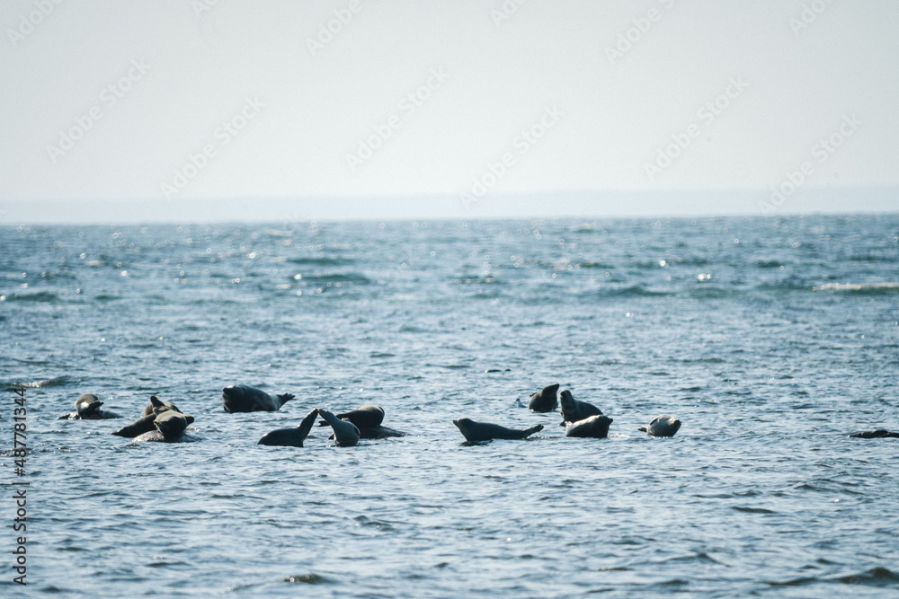 Fototapeta premium Robbenkolonie im Naturreservat auf Öland