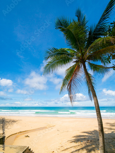 palm trees on the beach © BUDDEE