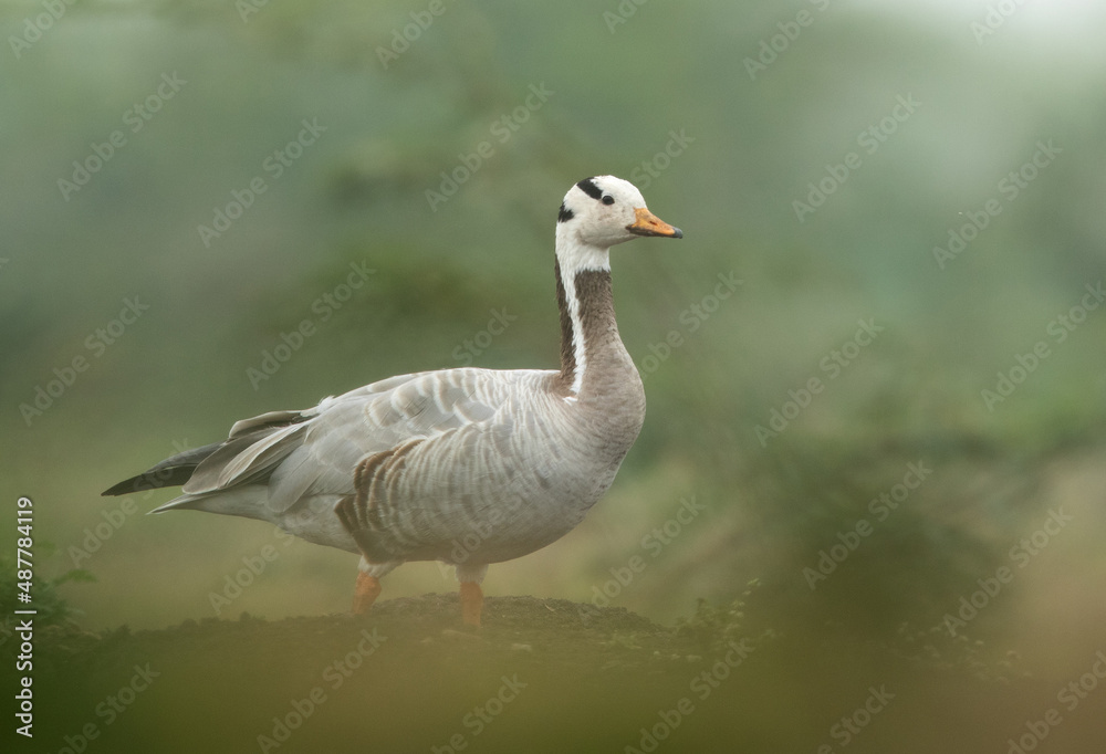 Bar-headed goose at Bhigwan bird sanctuary, India Bar-headed goose at Bhigwan bird sanctuary, India