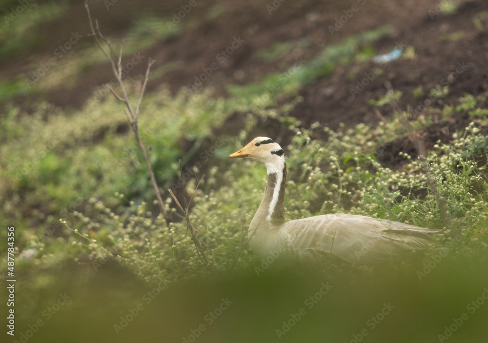Bar-headed goose at Bhigwan bird sanctuary, India Bar-headed goose at Bhigwan bird sanctuary, India