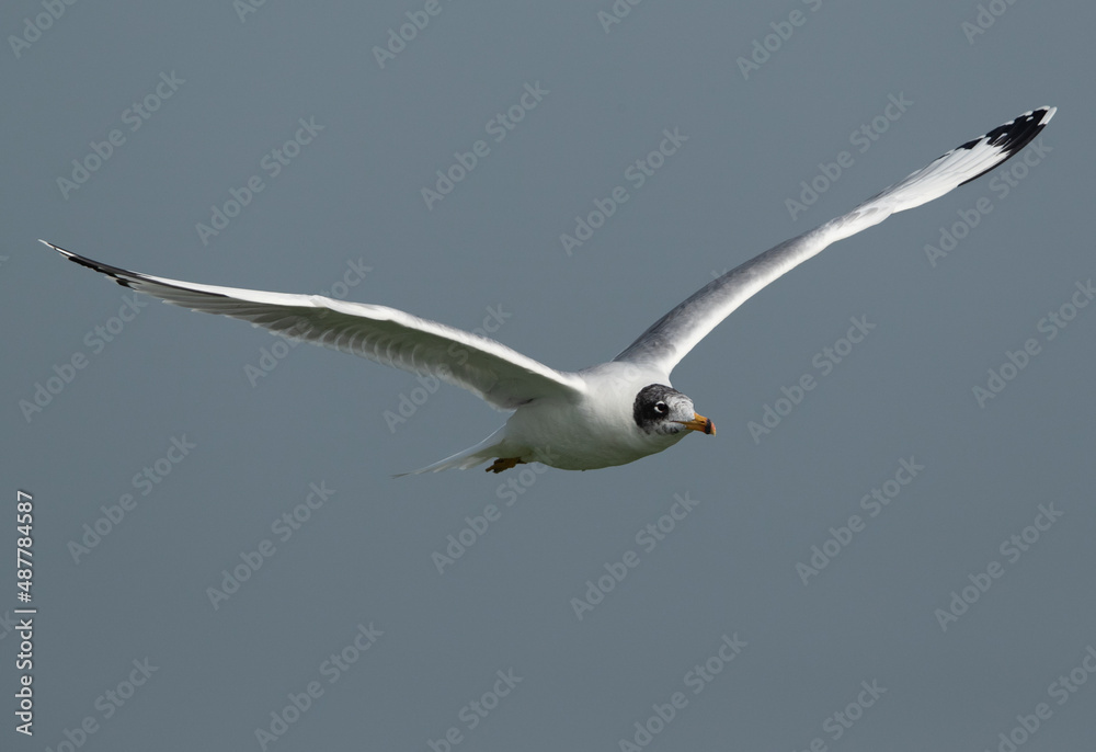 Great black-headed gull in flight at Bhigwan bird sanctuary, India Great black-headed gull in flight at Bhigwan bird sanctuary, India