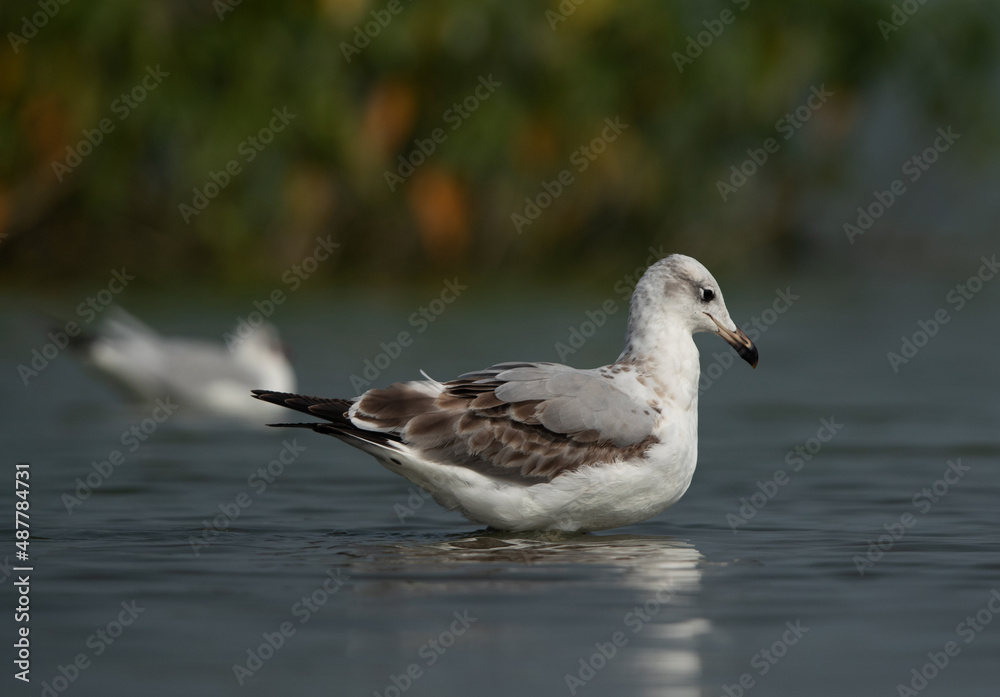 Juvenile Great black-headed gull at Bhigwan bird sanctuary, India Juvenile Great black-headed gull at Bhigwan bird sanctuary, India