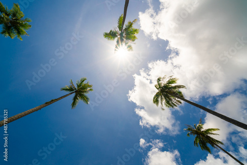 Fototapeta Naklejka Na Ścianę i Meble -  palm trees against blue sky