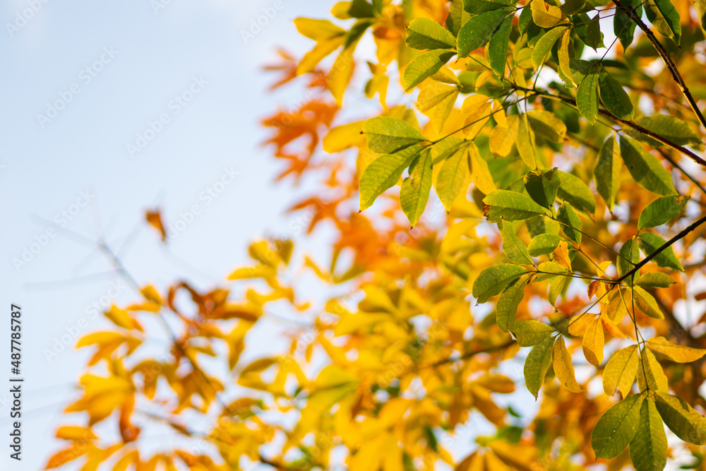 autumn leaves against blue sky