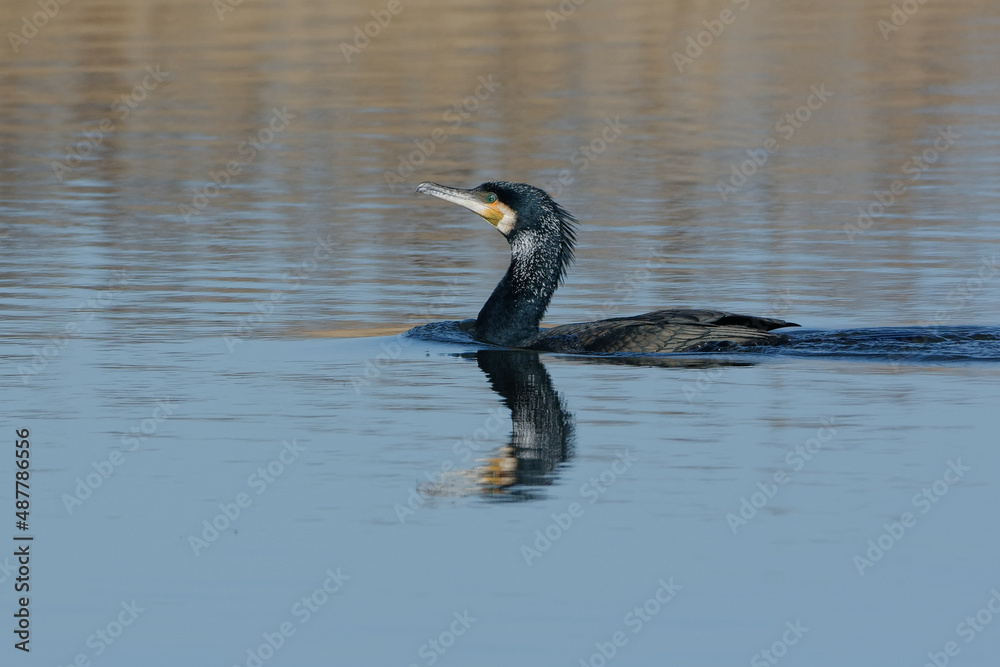 Great Cormorant (Phalacrocorax carbo) swimming Great Cormorant (Phalacrocorax carbo) swimming