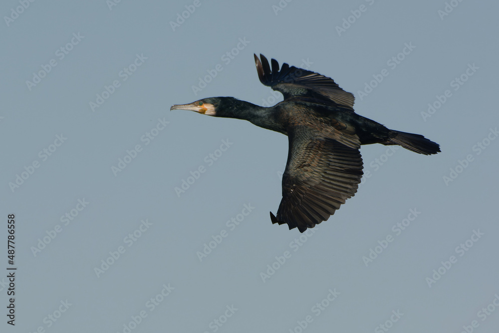 Great Cormorant (Phalacrocorax carbo) flying Great Cormorant (Phalacrocorax carbo) flying